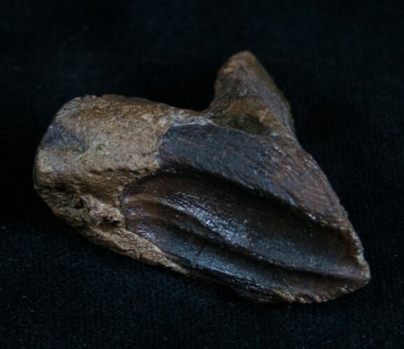 Huge Double Rooted Triceratops Tooth - #7164